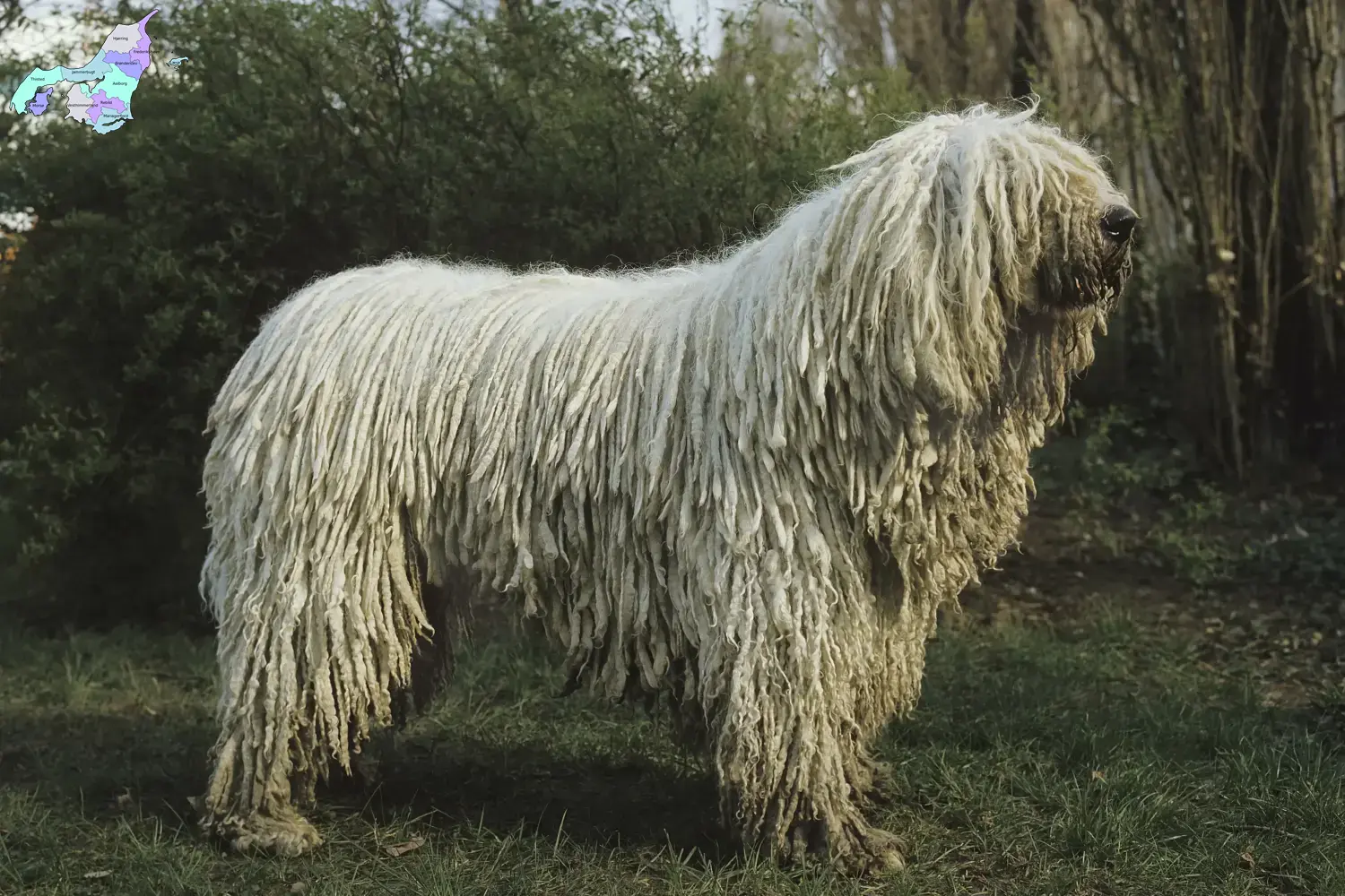 Komondor puppies and breeders Nordjylland Here you can find Komondore breeders in Nordjylland.
