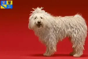 Read more about the article Komondor breeders and puppies in Olomouc