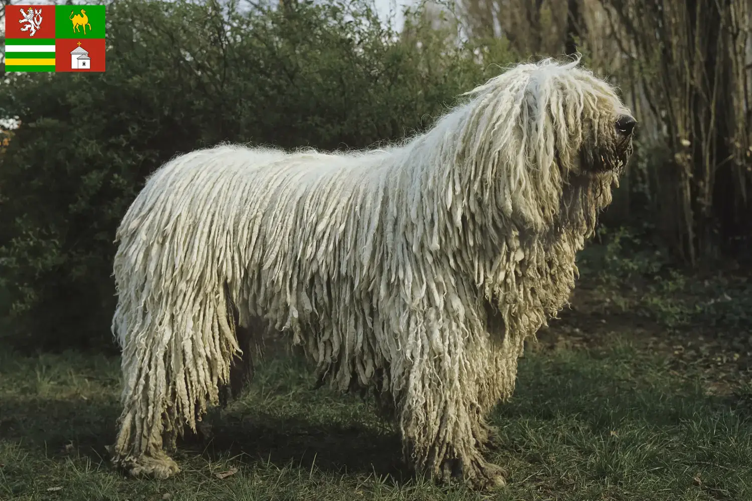Komondor puppies and breeders Pilsen Here you can find Komondore breeders in Pilsen.