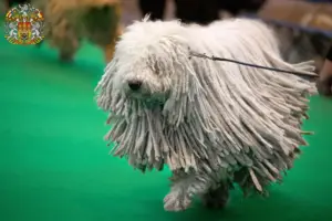 Read more about the article Komondor breeders and puppies in Prague