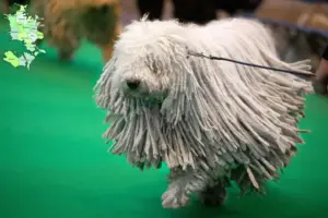 Read more about the article Komondor breeders and puppies in Sjælland