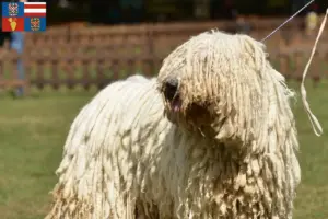 Read more about the article Komondor breeders and puppies in South Moravia