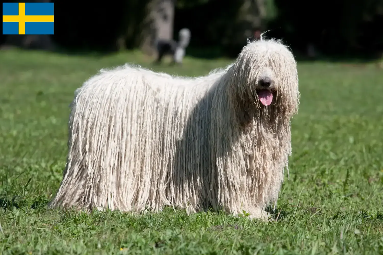 Read more about the article Komondor breeders and puppies in Sweden