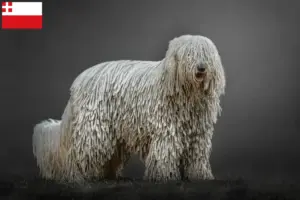 Read more about the article Komondor breeders and puppies in Utrecht