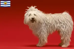 Read more about the article Komondor breeders and puppies in Zeeland