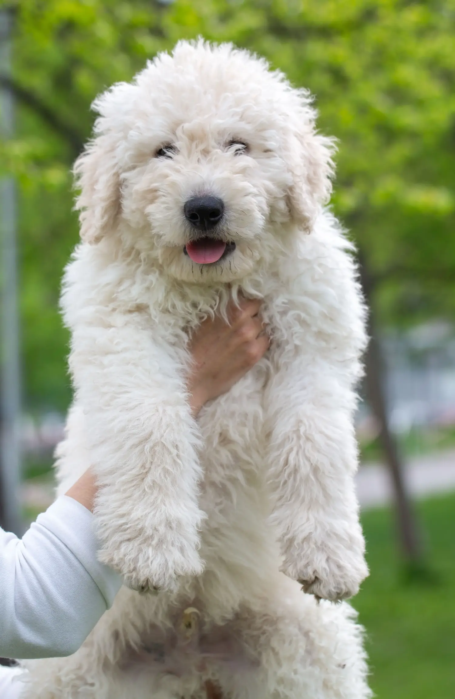 Buying a Komondor puppy means taking responsibility! Buy Komondor puppies.