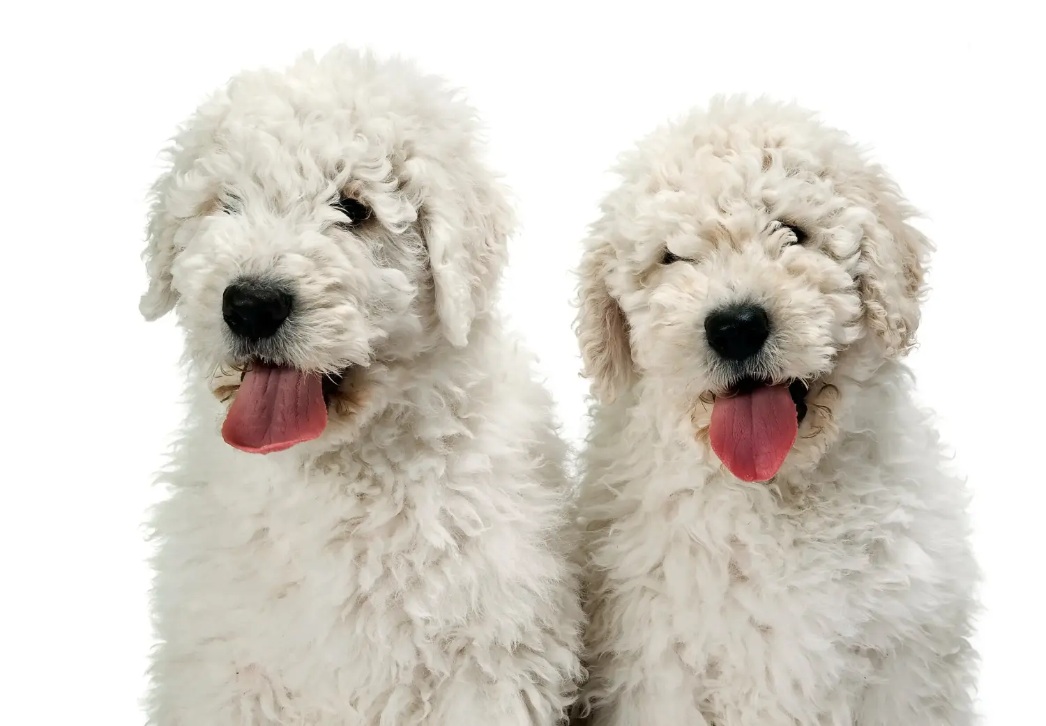 Buying a Komondor puppy means taking responsibility! Buy Komondor puppies.