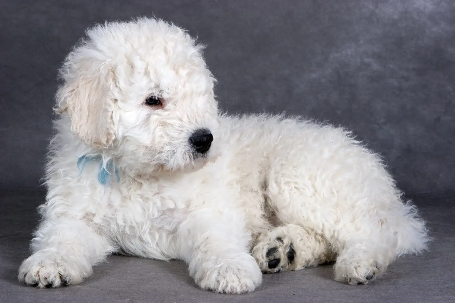 Buying a Komondor puppy means taking responsibility! Buy Komondor puppies.