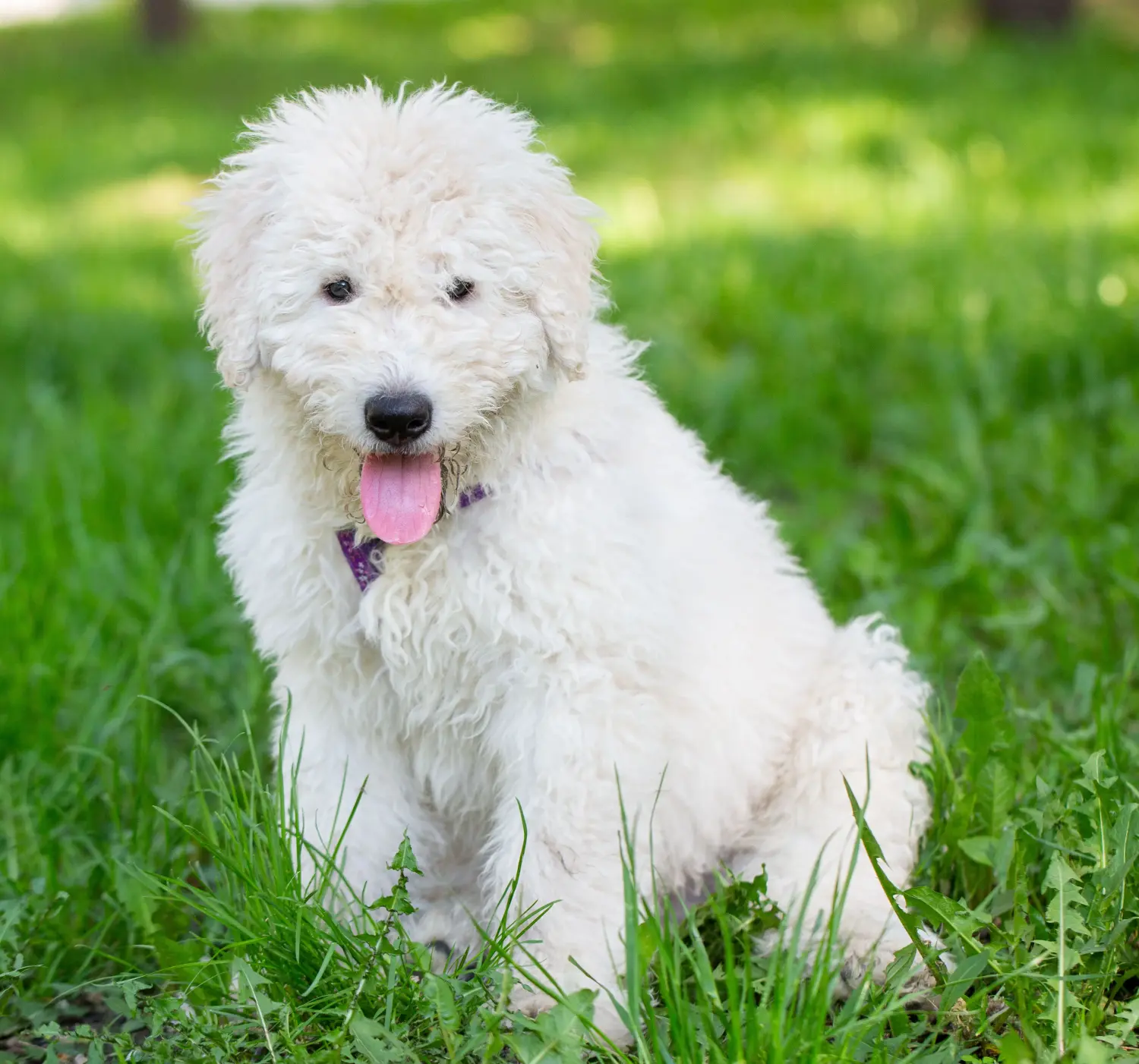 Buying a Komondor puppy means taking responsibility! Buy Komondor puppies.