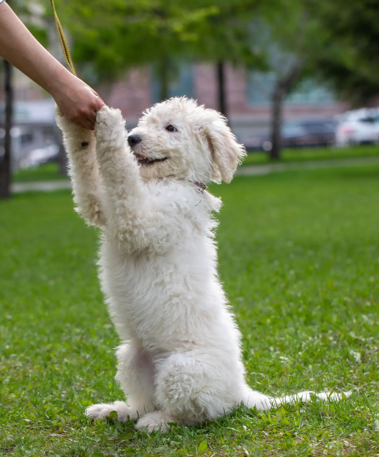 Buying a Komondor puppy means taking responsibility! Buy Komondor puppies.