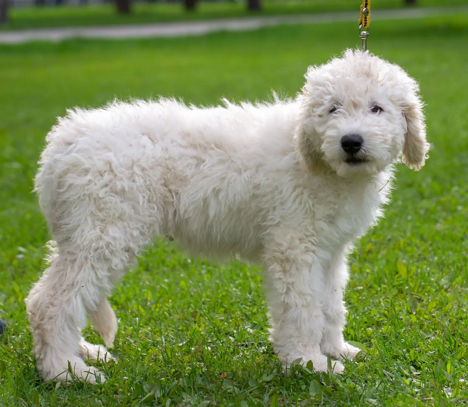 Buying a Komondor puppy means taking responsibility! Buy Komondor puppies.