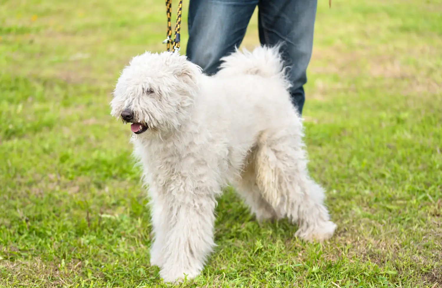 Buying a Komondor puppy means taking responsibility! Buy Komondor puppies.