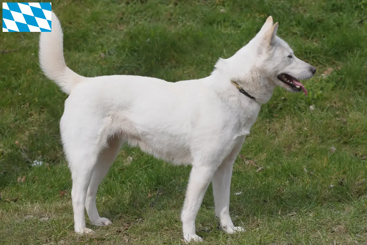 Read more about the article Korea Jindo Dog breeders and puppies in Bavaria