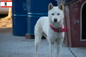 Read more about the article Korea Jindo Dog breeders and puppies in Berlin