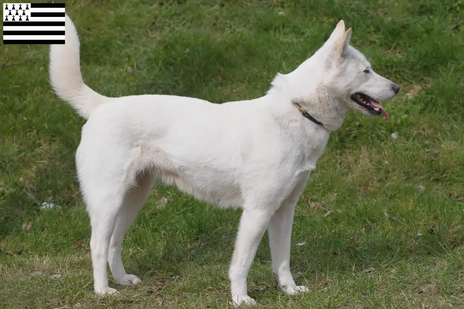 Korea Jindo Dog puppies and breeders Brittany Find Korea Jindo Dogs breeders in Brittany .