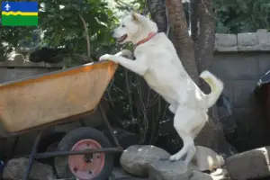 Read more about the article Korea Jindo Dog breeders and puppies in Flevoland