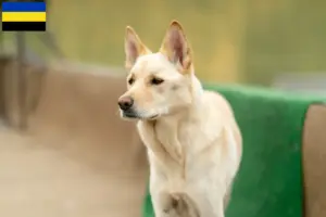 Read more about the article Korea Jindo Dog breeders and puppies in Gelderland