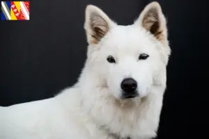 Read more about the article Korea Jindo Dog breeders and puppies in Grand Est