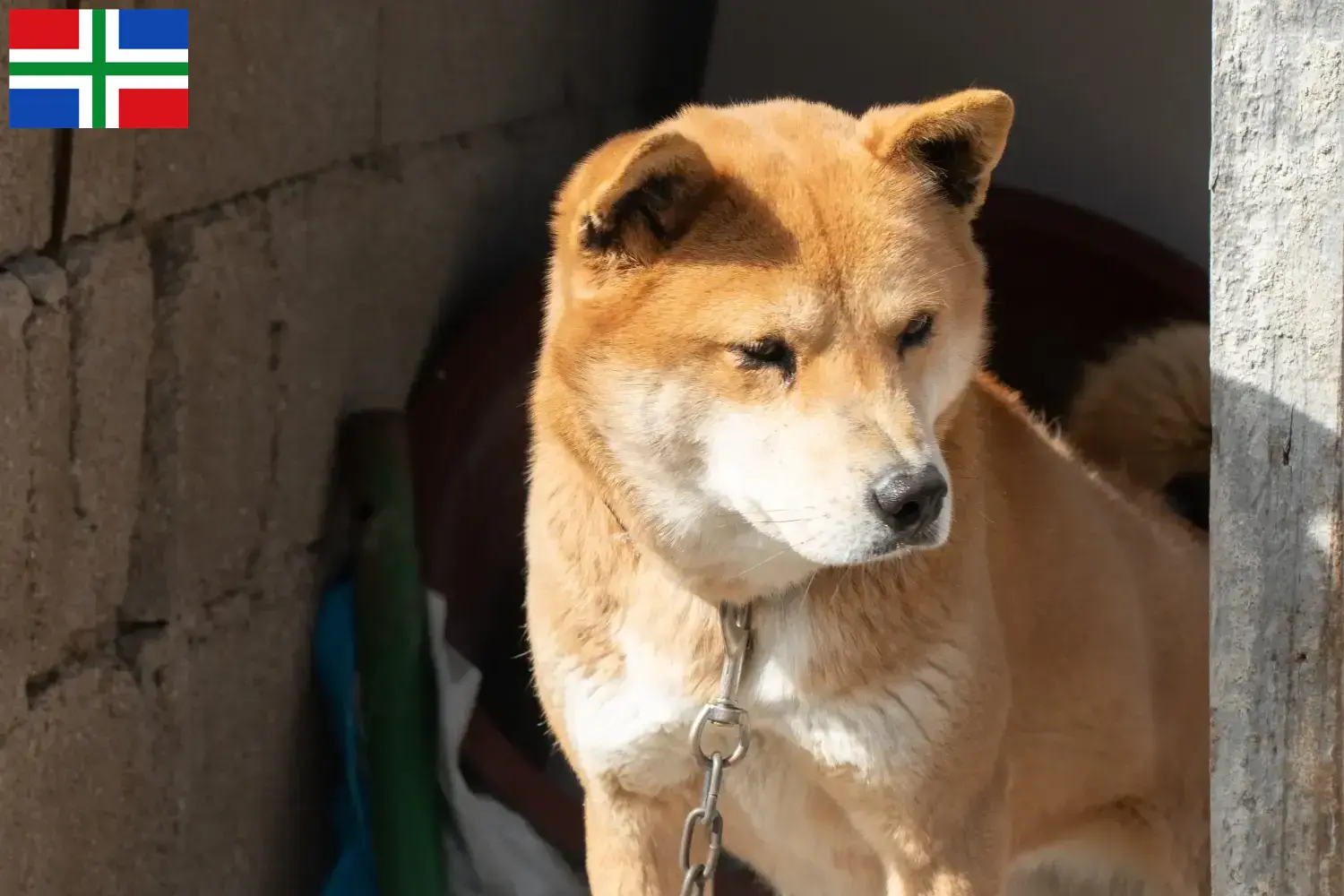Read more about the article Korea Jindo Dog breeder and puppies in Groningen