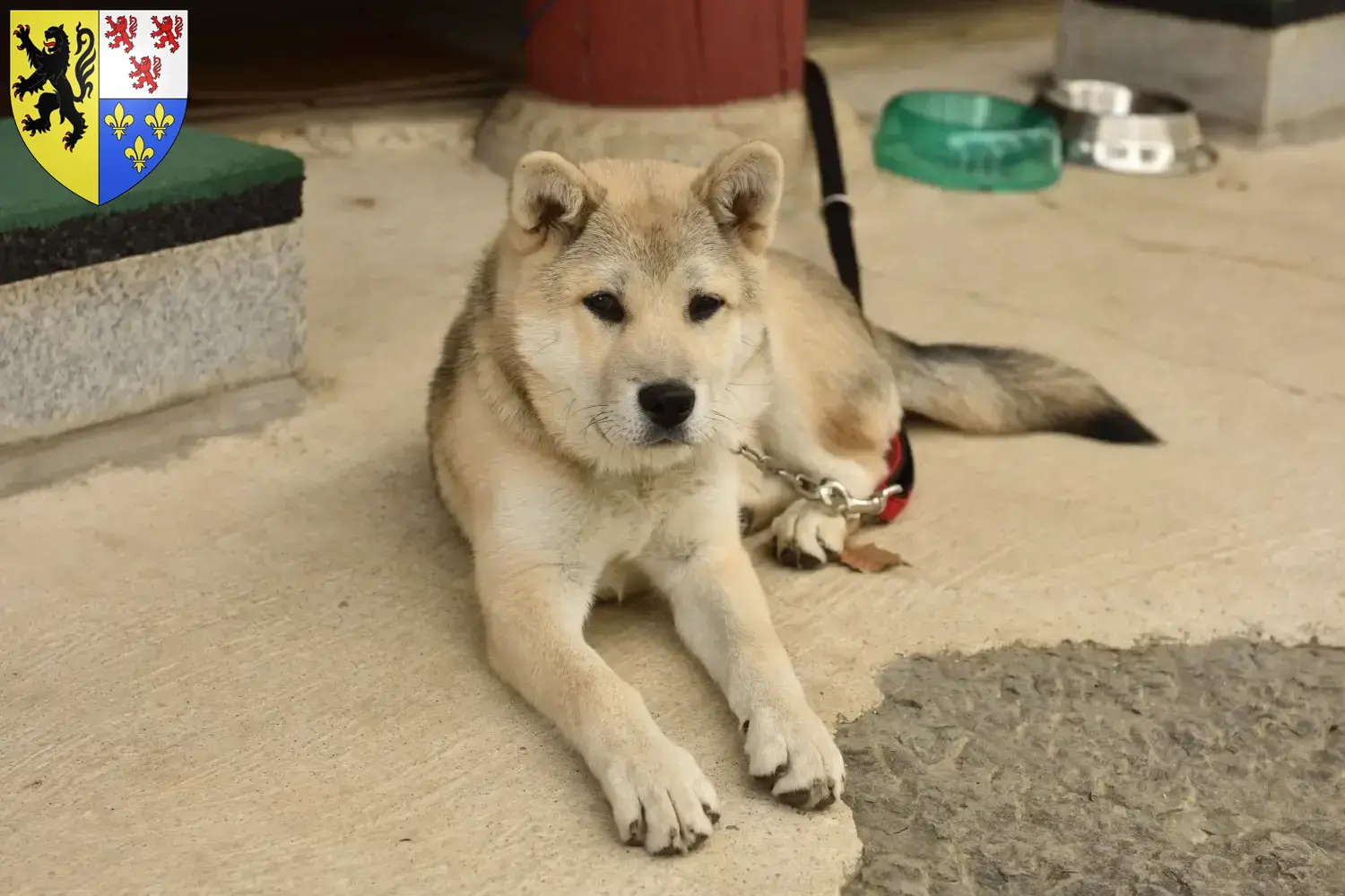 Korea Jindo Dog puppies and breeders Hauts-de-France Find a Korea Jindo Dogs breeder in Hauts-de-France here.