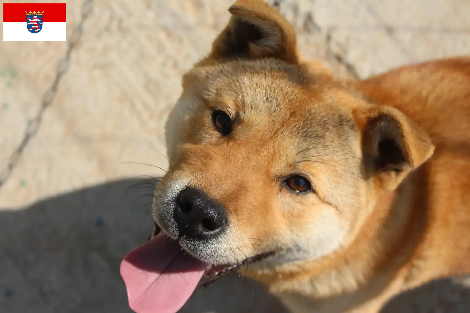 Korea Jindo Dog puppies and breeders Hessen Here you can find Korea Jindo Dogs breeders in Hessen.