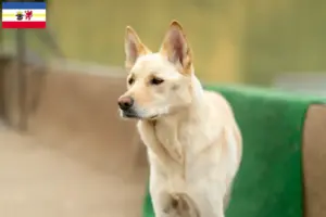 Read more about the article Korea Jindo Dog breeders and puppies in Mecklenburg-Vorpommern