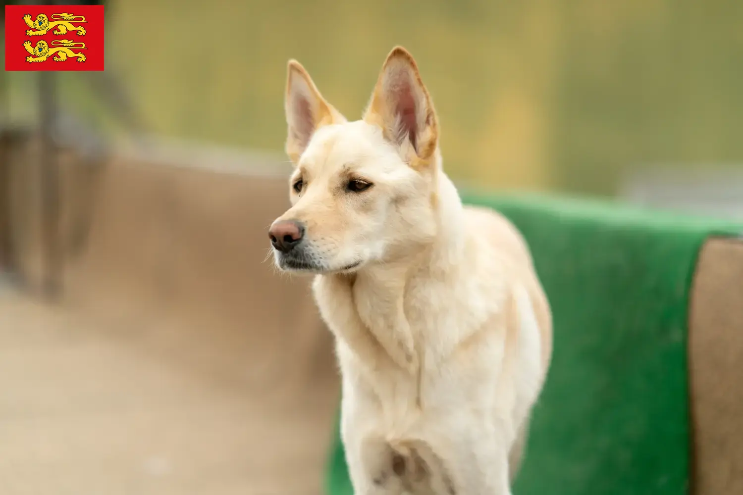 Read more about the article Korea Jindo Dog breeders and puppies in Normandy