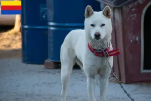 Read more about the article Korea Jindo Dog breeders and puppies in North Holland