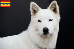 Read more about the article Korea Jindo Dog breeders and puppies in Overijssel