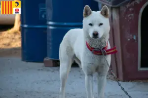 Read more about the article Korea Jindo Dog breeders and puppies in Provence-Alpes-Côte d’Azur