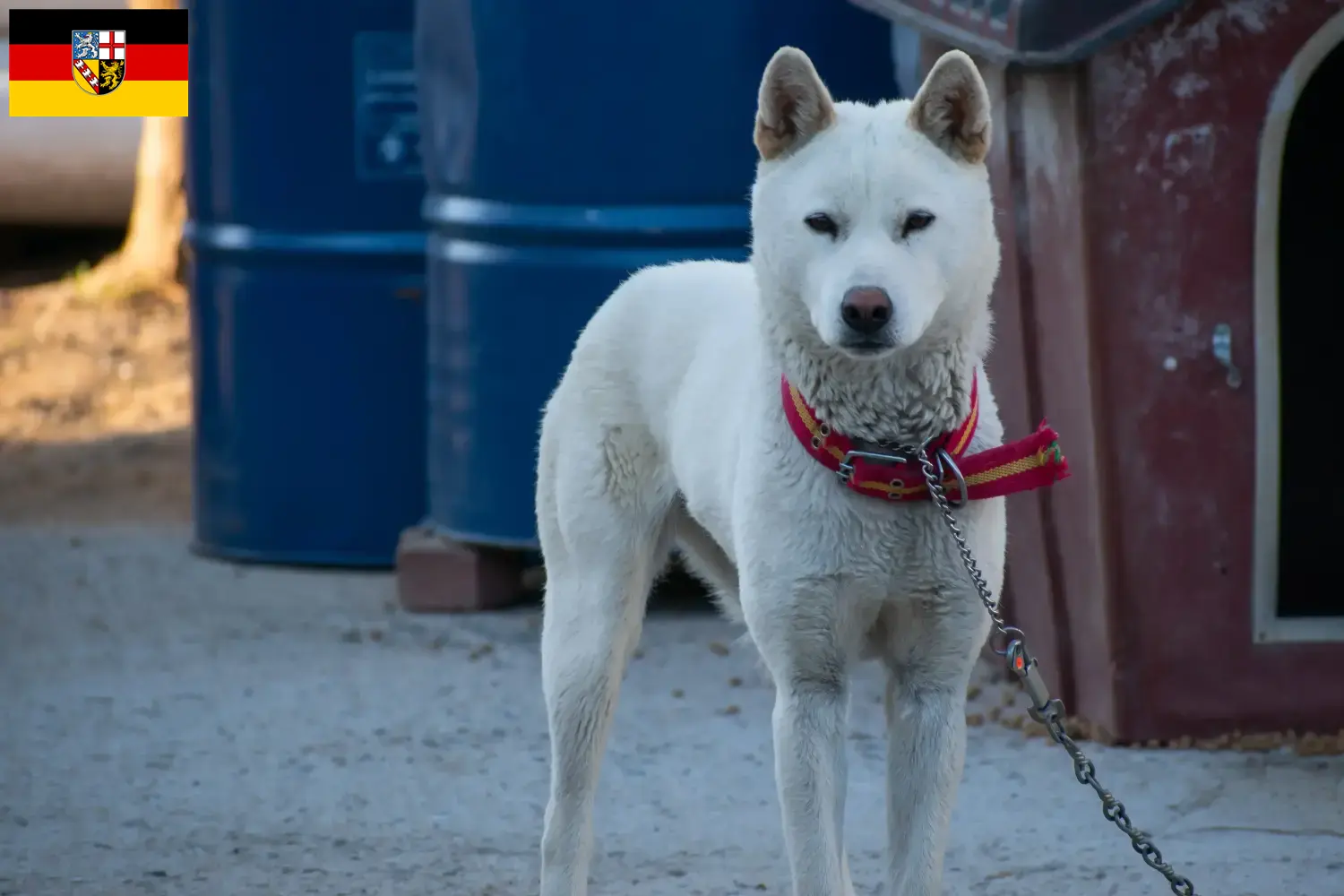 Read more about the article Korea Jindo Dog breeders and puppies in Saarland