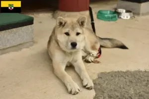 Read more about the article Korea Jindo Dog breeders and puppies in Saxony-Anhalt