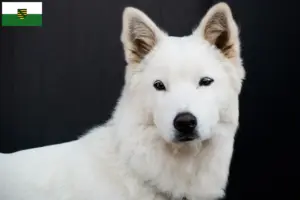 Read more about the article Korea Jindo Dog breeders and puppies in Saxony