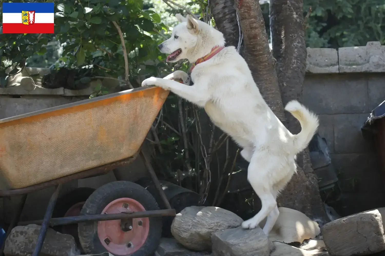 Read more about the article Korea Jindo Dog breeders and puppies in Schleswig-Holstein
