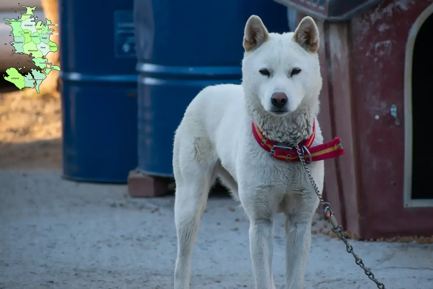 Read more about the article Korea Jindo Dog breeder and puppies in Sjælland