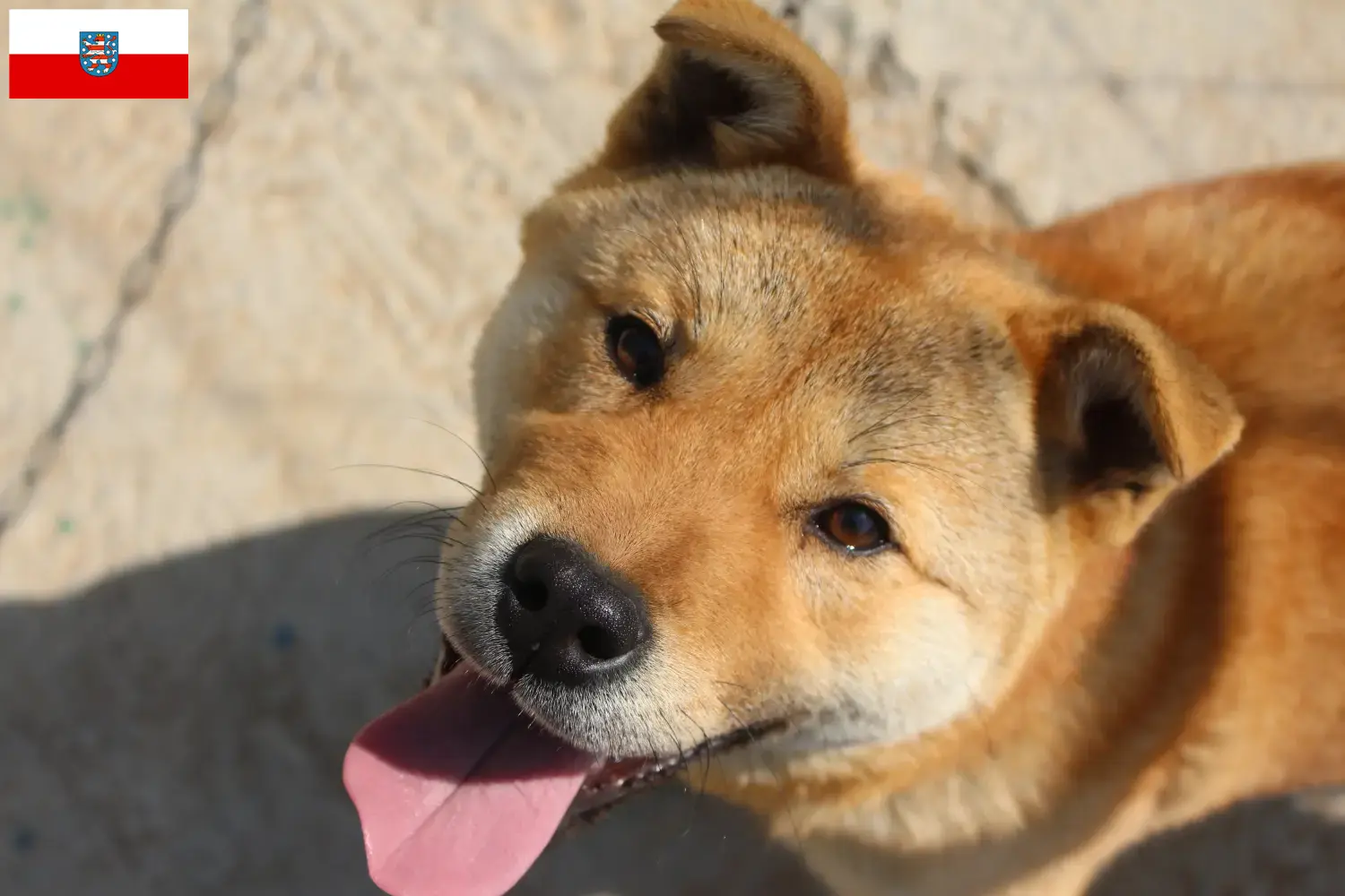 Korea Jindo Dog puppies and breeders Thuringia Here you can find Korea Jindo Dogs breeders in Thuringia.