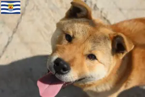 Read more about the article Korea Jindo Dog breeders and puppies in Zeeland