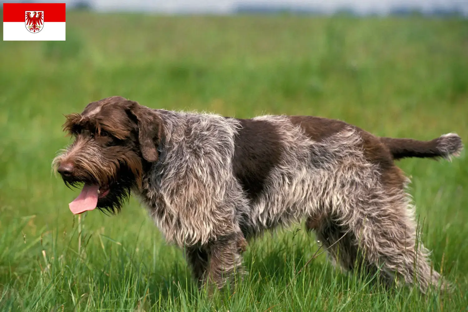 Korthals Griffon puppies and breeders Brandenburg Find Griffon d'arrêt à poil durs breeders in Brandenburg.