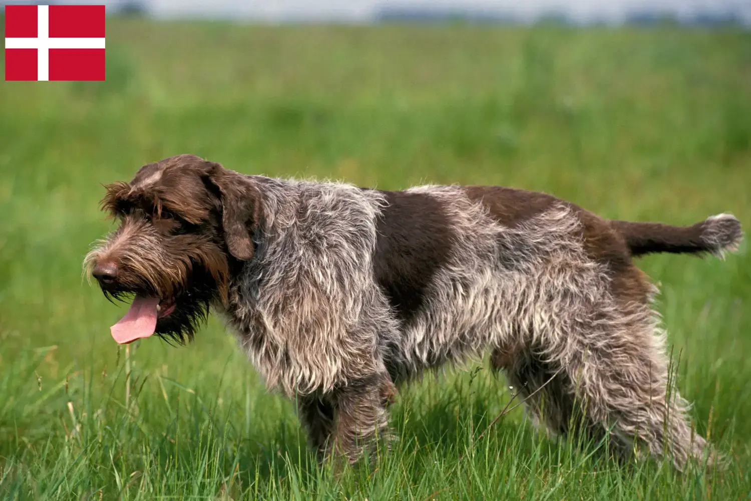 Korthals Griffon puppies and breeders Denmark Find Griffon d'arrêt à poil durs breeders in Denmark.