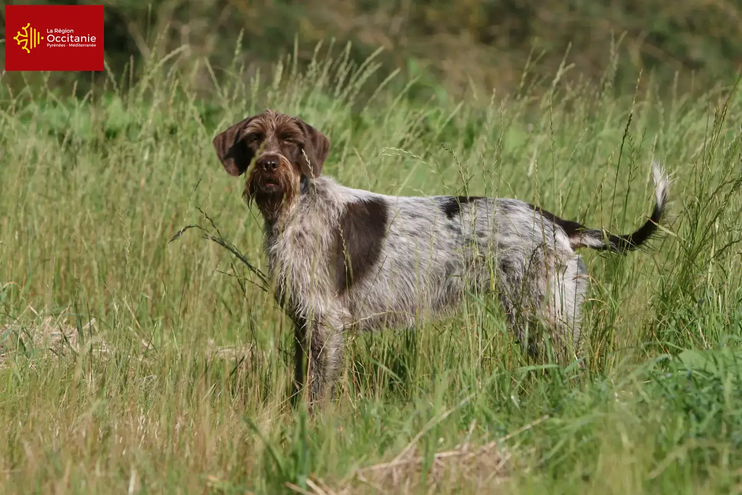 Korthals Griffon puppies and breeders Occitania Find Griffon d'arrêt à poil durs breeders in Occitania.