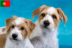 Read more about the article Kromfohrländer breeders and puppies in Portugal
