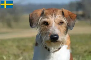 Read more about the article Kromfohrländer breeders and puppies in Sweden