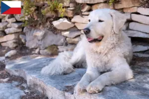 Read more about the article Kuvasz breeders and puppies in the Czech Republic