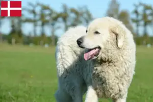 Read more about the article Kuvasz breeders and puppies in Denmark