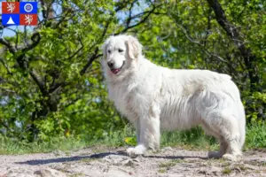 Read more about the article Kuvasz breeder and puppies in Liberec
