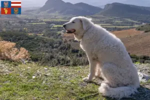 Read more about the article Kuvasz breeders and puppies in South Moravia