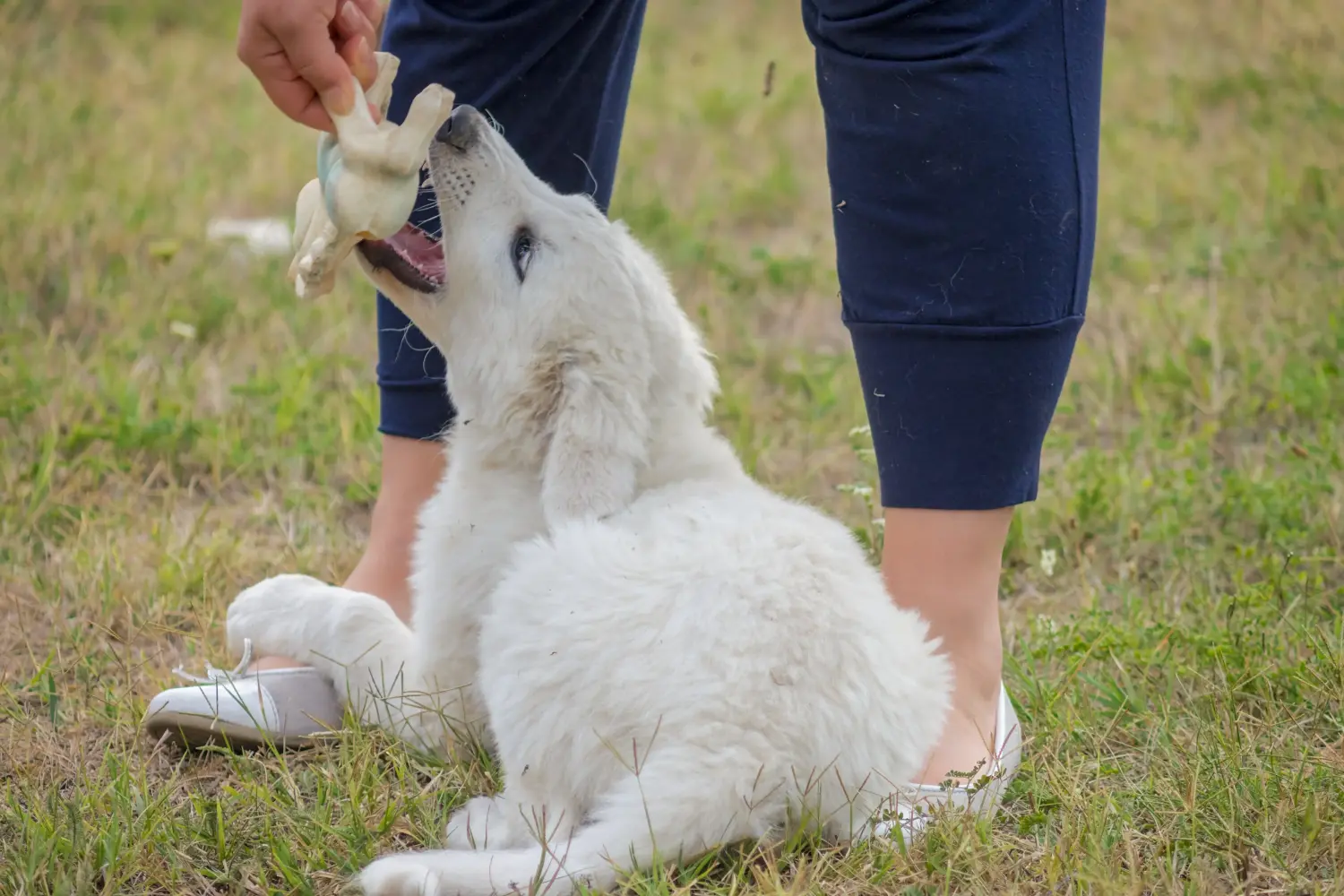 Buying a Kuvasz puppy means taking responsibility! Buy Kuvasz puppies.