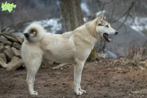 Read more about the article Laika breeders and puppies in Midtjylland