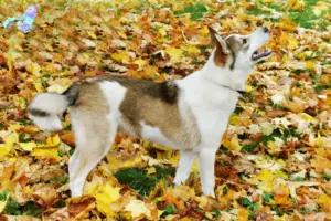 Read more about the article Laika breeders and puppies in Nordjylland
