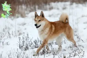 Read more about the article Laika breeders and puppies in Sjælland